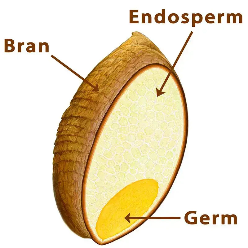 diagram of a wheat kernel