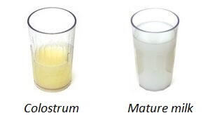 colostrum color compared to milk